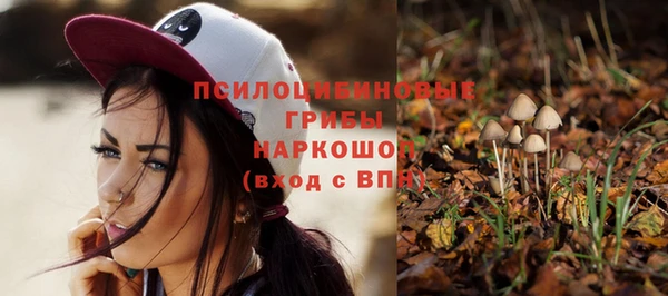 стаф Алзамай